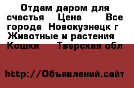 Отдам даром для счастья. › Цена ­ 1 - Все города, Новокузнецк г. Животные и растения » Кошки   . Тверская обл.